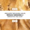 imageWahl Premium Patented Dual Level Sensitive Skin Pet Slicker  Ergonomic handle makes Deshedding Grooming and Brushing Comfortable for you and your Dog or Cat  858500OrangeWhite
