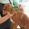 imageWahl Premium Pet Double Sided Pin Bristle Brush with Patented Stacked Pin Design for Dogs  Removes Loose Hair ampamp Stimulates the Skin while Creating a Soft Coat Shine  Model 858501Green