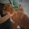 imageWahl Premium Pet Double Sided Pin Bristle Brush with Patented Stacked Pin Design for Dogs  Removes Loose Hair ampamp Stimulates the Skin while Creating a Soft Coat Shine  Model 858501Green