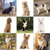 imageWahl USA Clipper PetPro Dog Grooming Kit  Electric Corded Dog Clipper for Dogs ampamp Cats with Fine ampamp Medium Coats  Model 9281210